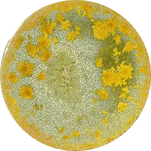 Chrysanthos Supernova Glaze - Zhang